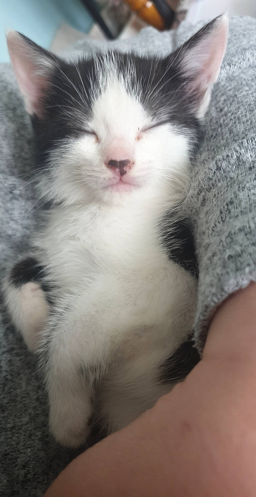 Biscuits joined the competition — help win amazing prizes! carnivore, cat, claw, domestic_short_haired_cat, felidae, fur, paw, small_to_medium_sized_cats, snout, whiskers