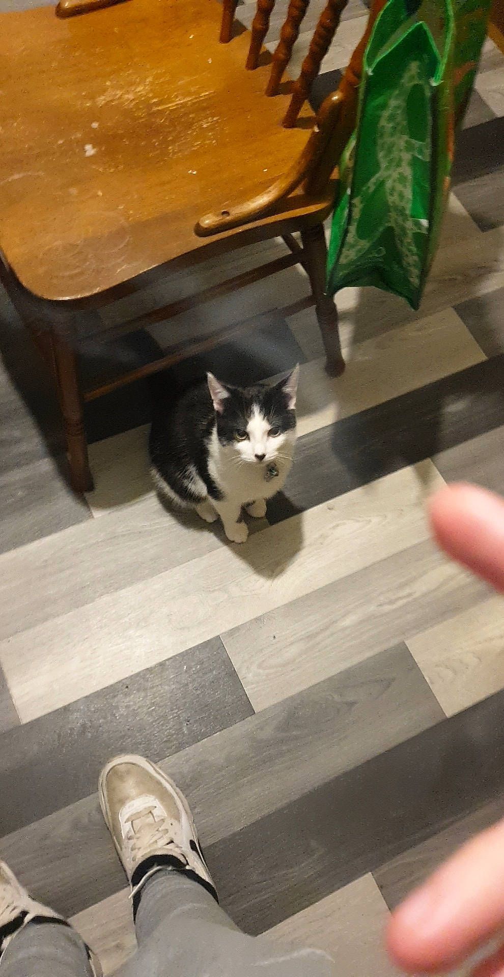 Biscuits joined the competition — help win amazing prizes! carnivore, cat, comfort, felidae, floor, flooring, fur, hardwood, human_leg, leg, outdoor_shoe, shoe, small_to_medium_sized_cats, tail, tints_and_shades, tree, walking_shoe, whiskers, white, wood