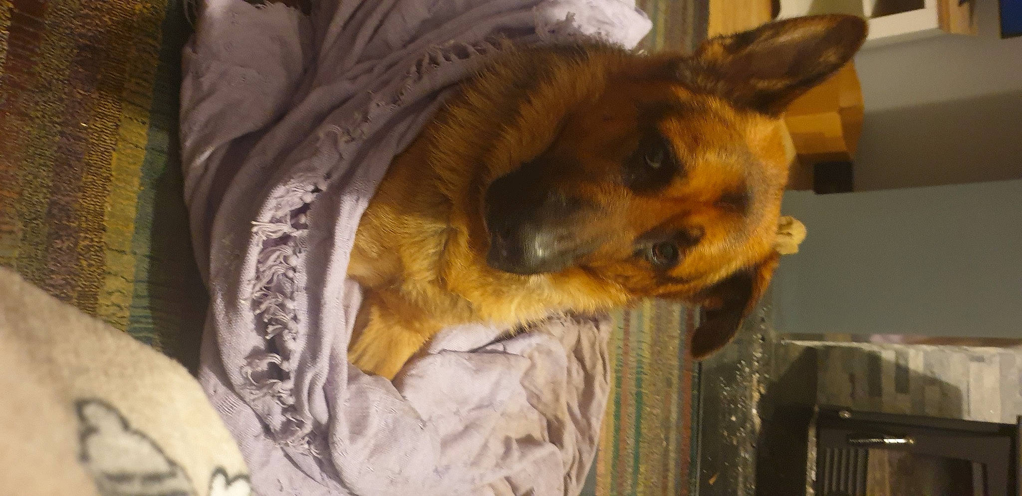 Tex is registered to the contest to win money with this photo: canidae, carnivore, comfort, companion_dog, dog, dog_breed, fawn, fur, german_shepherd_dog, linens, non_sporting_group, snout, sporting_group, terrestrial_animal, toy_dog, whiskers, working_animal, working_dog