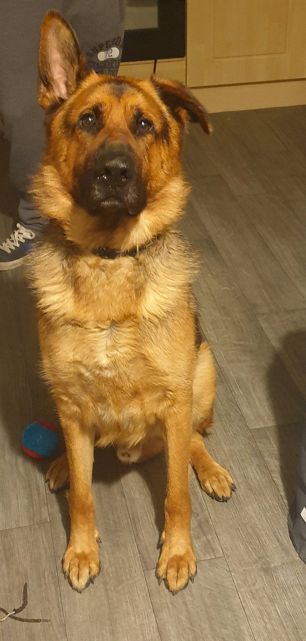 Tex joined the competition — help win amazing prizes! ancient_dog_breeds, canidae, carnivore, chinook, companion_dog, dog, dog_breed, fawn, firefighter, flooring, fur, hardwood, snout, sporting_group, terrestrial_animal, varnish, whiskers, wood, working_animal, working_dog