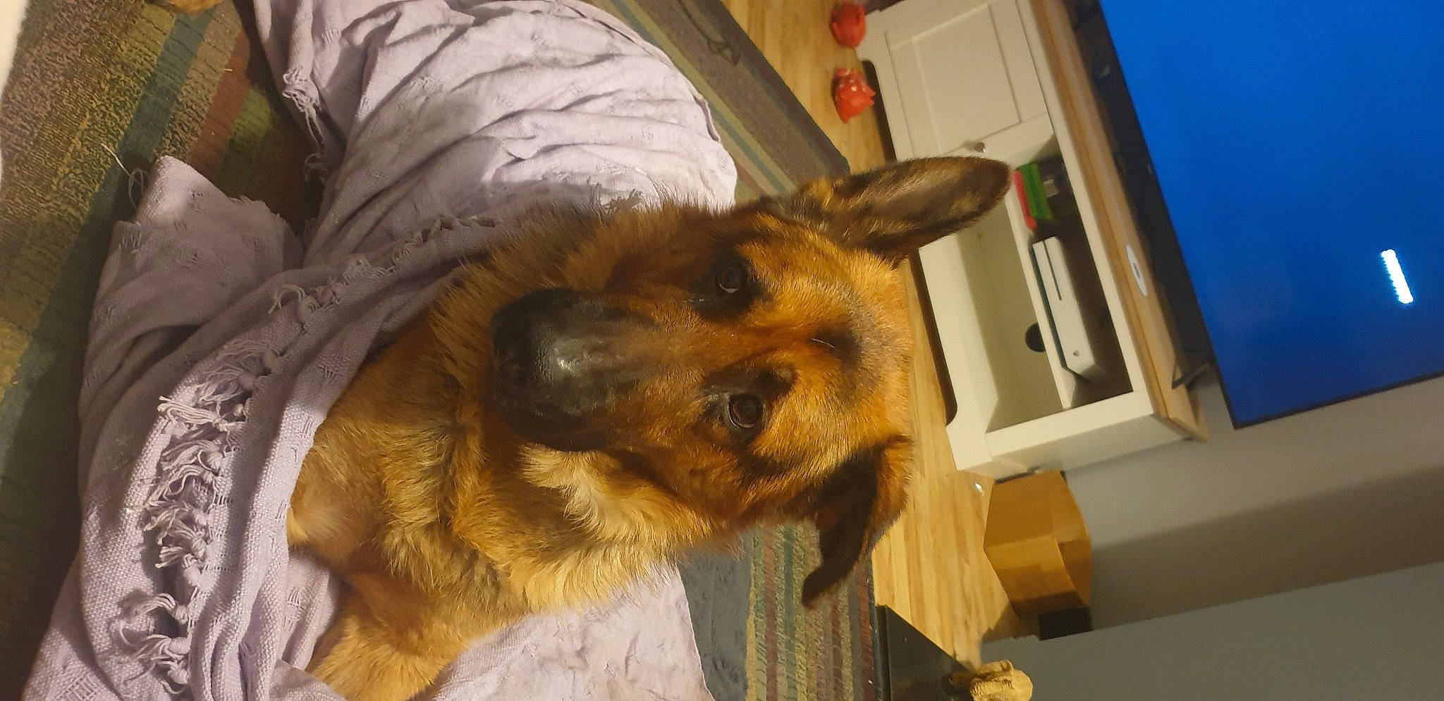 Tex is registered to the contest to win money with this photo: canidae, carnivore, comfort, companion_dog, dog, dog_breed, ear, fawn, fur, german_shepherd_dog, herding_dog, jaw, liver, plastic_bag, snout, sporting_group, terrestrial_animal, whiskers, working_animal, working_dog