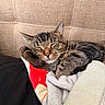 Moose is registered to the contest to win money with this photo: cat, tabby, sleeping, nap, blanket, cozy, feline, pet, indoor, cushion, fur, whiskers, relaxed, rest, cute, animal, soft, comfort, closeup, peaceful