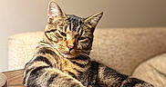 Moose is registered to the contest to win money with this photo: animal, beige_background, cat, closeup, comfort, cozy, domestic_cat, ears, eyes, feline, fur, indoor, lounging, paw, pet, relaxed, resting, tabby_cat, whiskers, wooden_table
