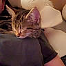 cat, kitten, sleeping, tabby, person, arm, pillow, indoor, cozy, resting, closeup, pet, feline, couch, relaxing, soft, warm_light, comfort, animal, companion