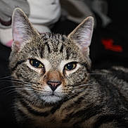 Moose joined the competition — help win amazing prizes! cat, tabby, close_up, pet, animal, feline, whiskers, ears, eyes, fur, resting, indoor, plush_toy, blurred_background, window_blinds, domestic_animal, portrait, cute, sleepy, relaxed