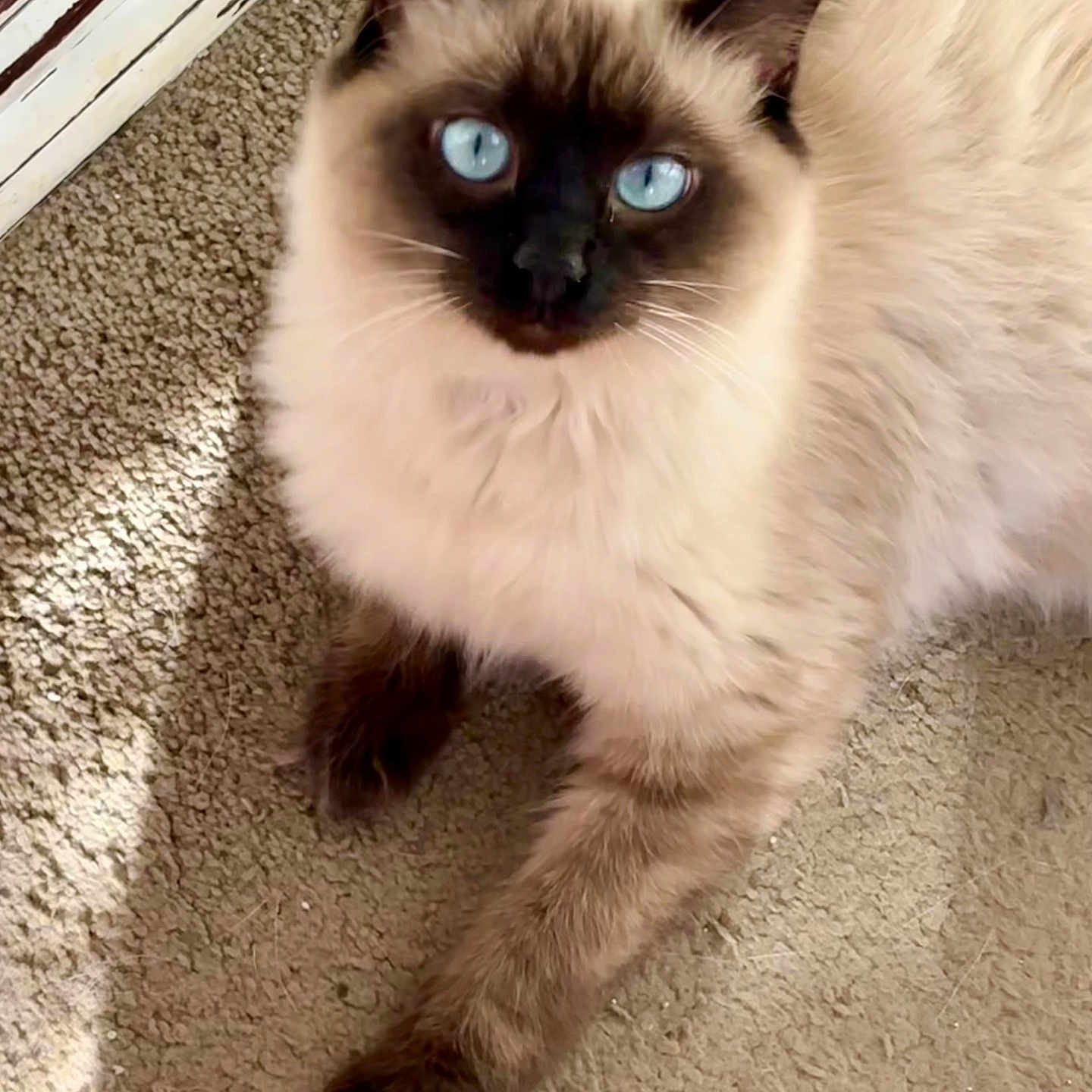 Beignet