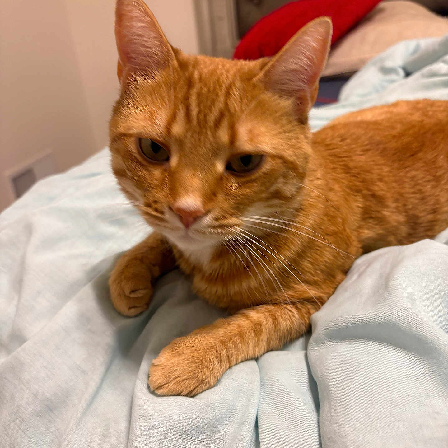 Kumar is registered to the contest to win money with this photo: animal, bed, bedroom, blanket, cat, closeup, cozy, cute, domestic_animal, fur, furniture, ginger_cat, indoor, pet, pillow, relaxed, resting, sleepy, soft, whiskers