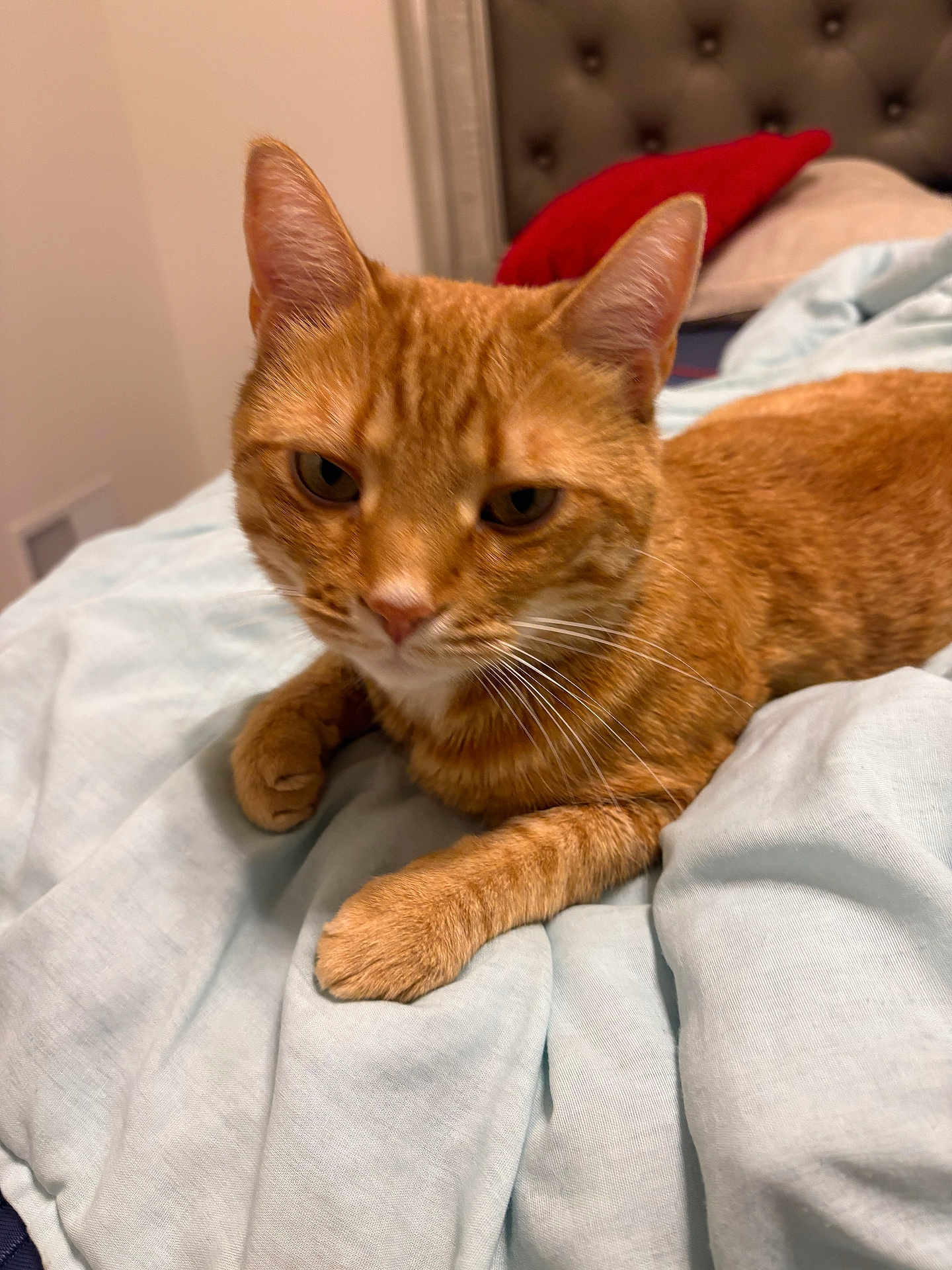 Kumar is registered to the contest to win money with this photo: cat, ginger_cat, pet, bedroom, blanket, pillow, furniture, indoor, domestic_animal, fur, whiskers, relaxed, resting, closeup, cute, animal, bed, cozy, soft, sleepy