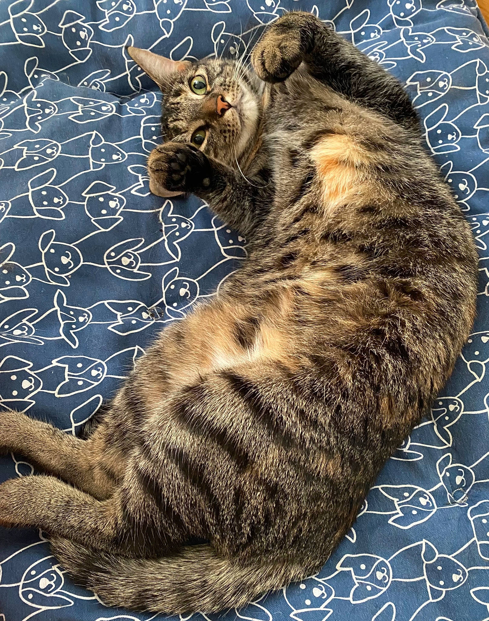 Allegra is registered to the contest to win money with this photo: art, carnivore, cat, claw, domestic_short_haired_cat, felidae, fur, lynx, painting, pattern, paw, photo_caption, small_to_medium_sized_cats, tail, terrestrial_animal, whiskers, wildlife