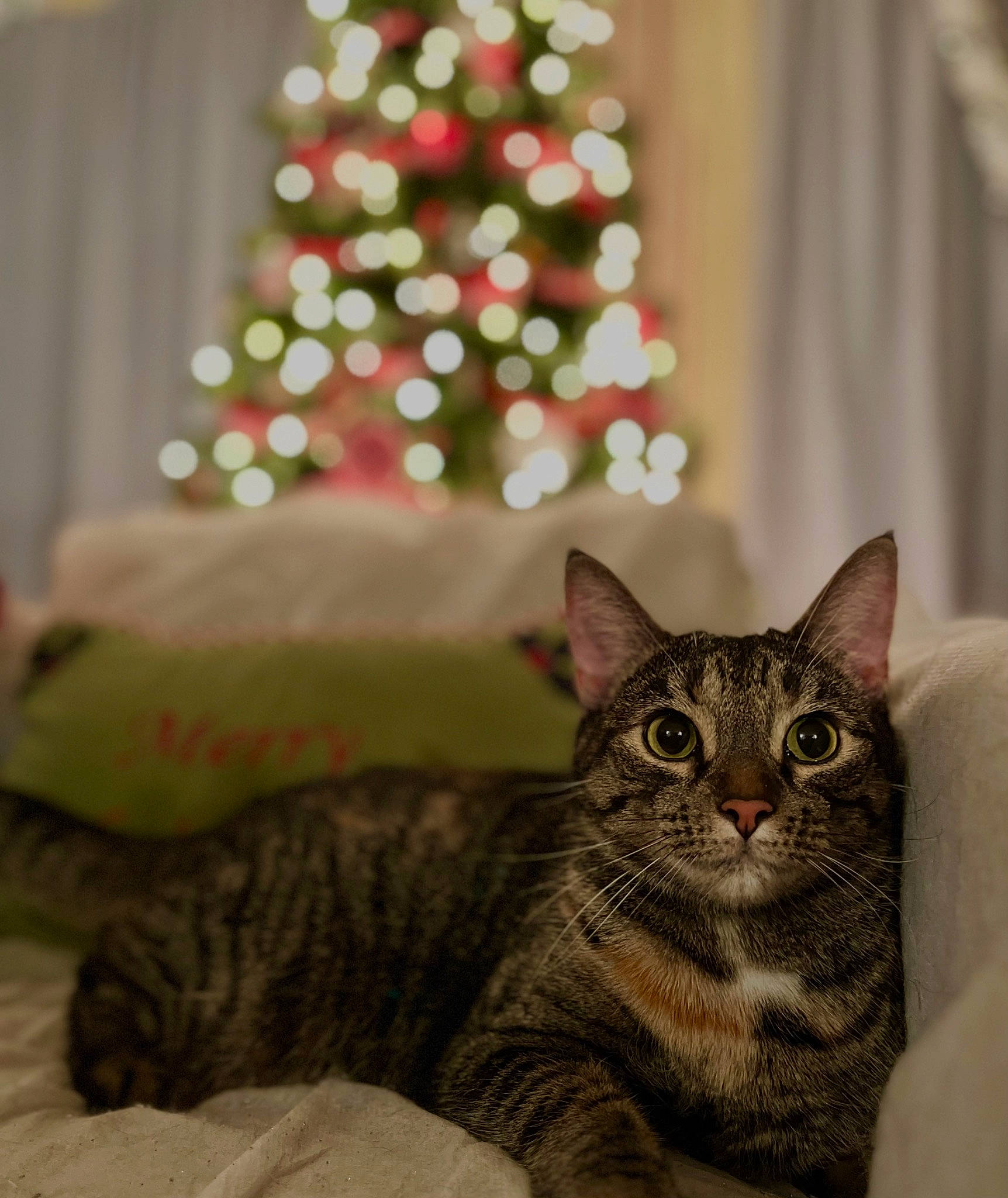 Allegra joined the competition — help win amazing prizes! carnivore, cat, christmas, christmas_decoration, christmas_ornament, christmas_tree, conifer, domestic_short_haired_cat, event, felidae, fur, holiday, holiday_ornament, ornament, room, small_to_medium_sized_cats, snout, tree, whiskers, window
