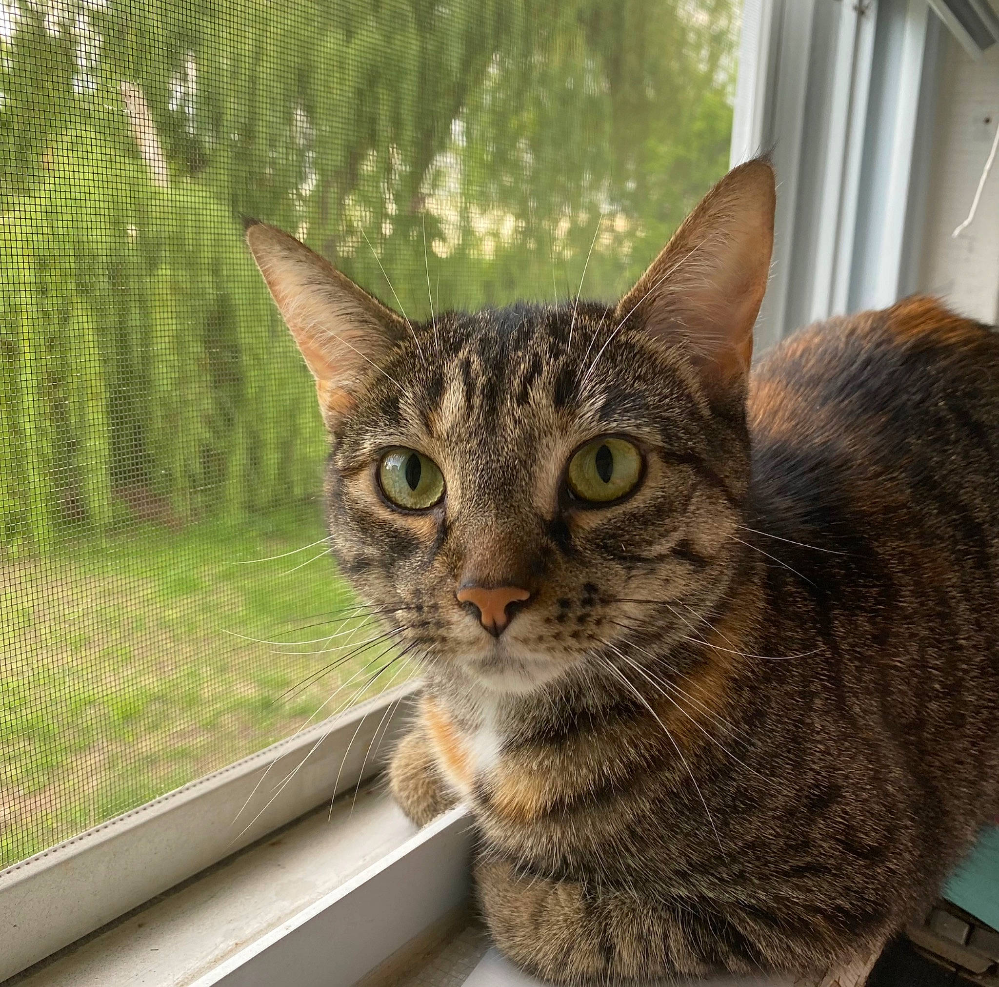 Allegra joined the competition — help win amazing prizes! carnivore, cat, domestic_short_haired_cat, felidae, fur, grass, plant, sitting, small_to_medium_sized_cats, snout, terrestrial_animal, tree, whiskers, window, windshield
