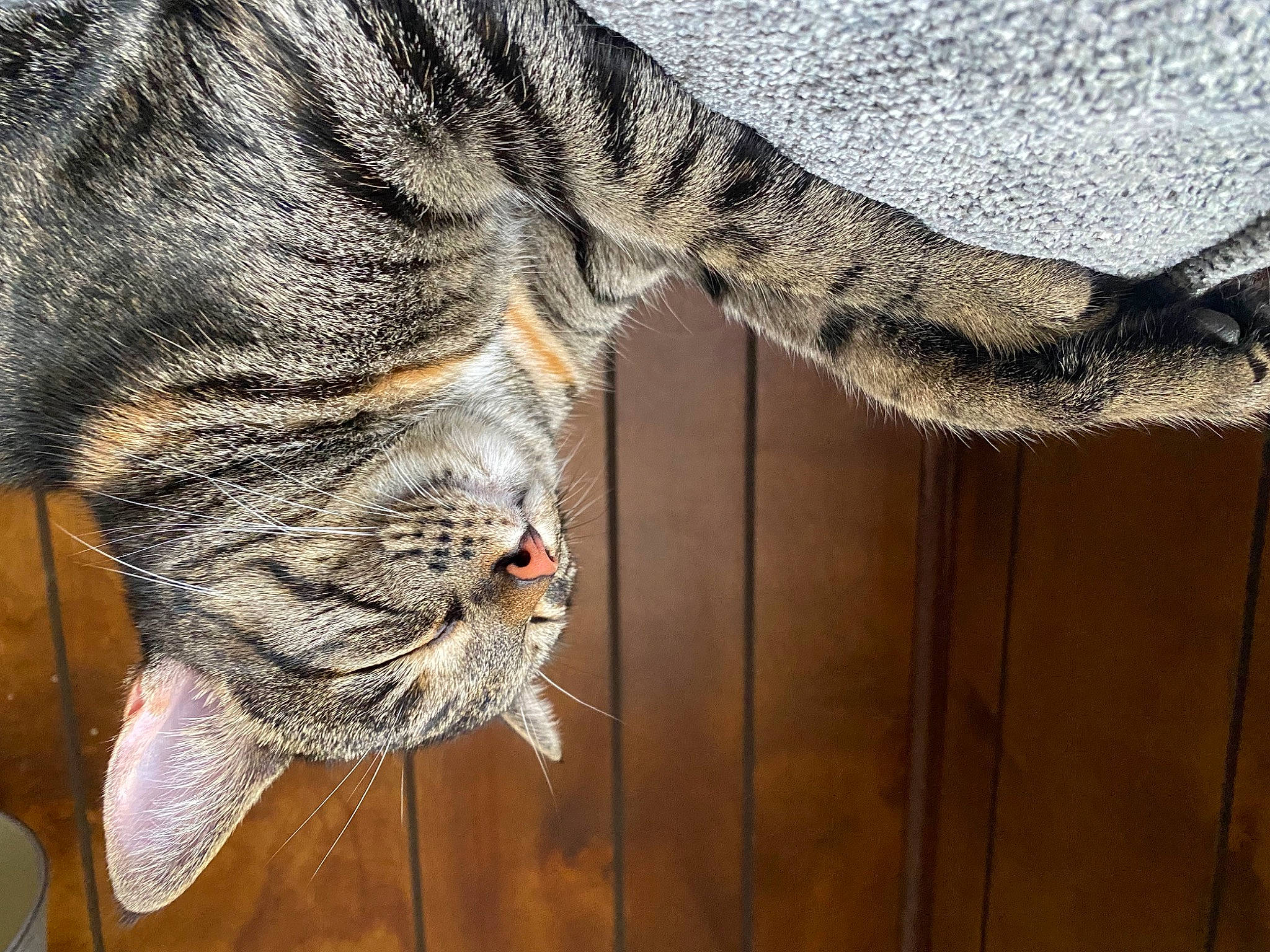 Allegra joined the competition — help win amazing prizes! carnivore, cat, claw, domestic_short_haired_cat, felidae, fur, hardwood, pattern, paw, small_to_medium_sized_cats, tail, terrestrial_animal, whiskers, wood