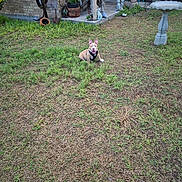 Pretty Boy Simba joined the competition — help win amazing prizes! animal, birdbath, brick_wall, brown_dog, chair, dog, ear, garden, grass, house, leaves, outdoor, pet, plant, porch, potted_plant, sitting, statue, window, yard