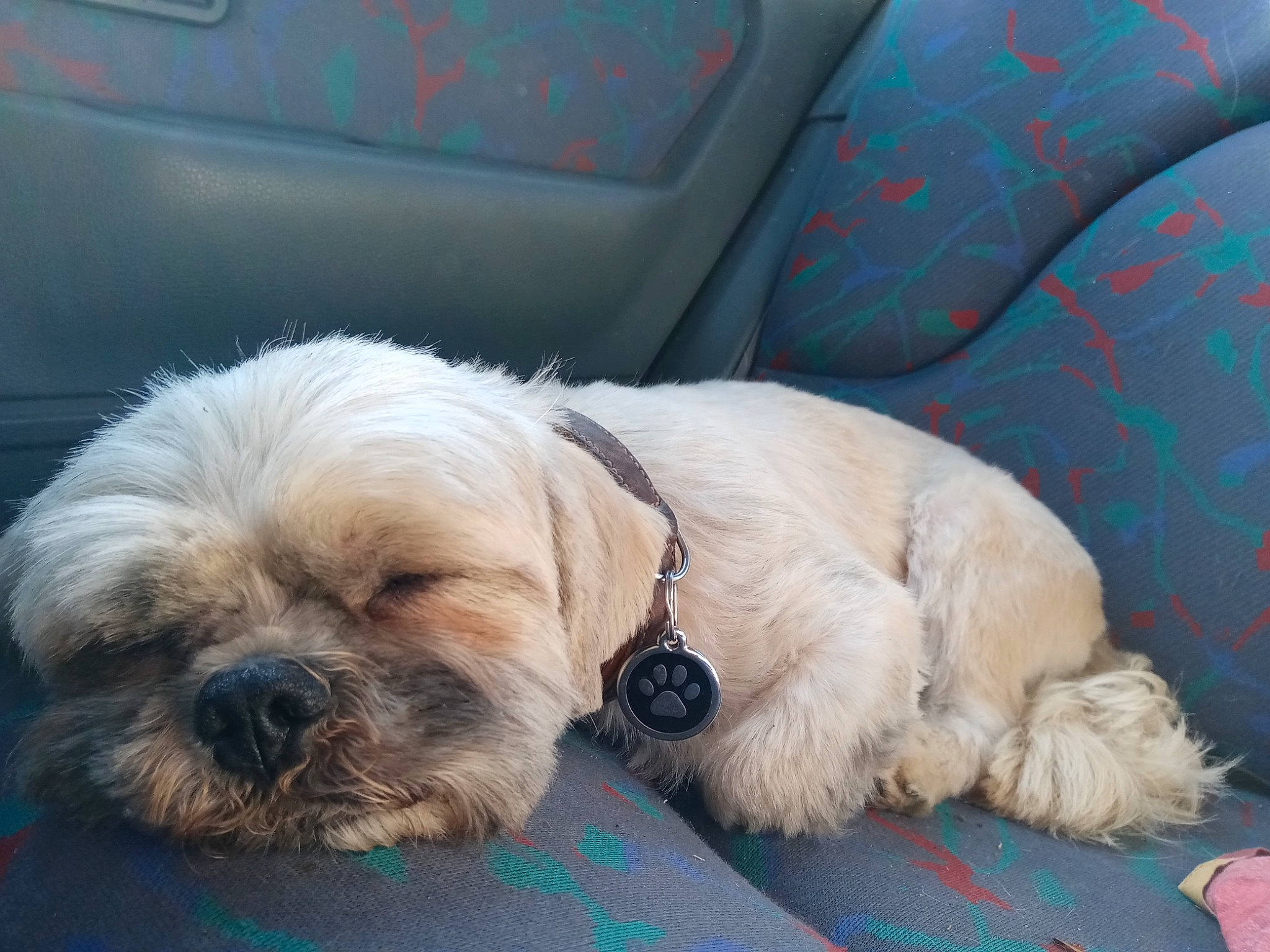 Bouba participe au concours pour gagner de l'argent avec cette photo : canidae, carnivore, companion_dog, dog, dog_breed, fur, glen_of_imaal_terrier, havanese, lhasa_apso, maltese, mammal, petit_basset_griffon_vendeen, poodle_crossbreed, puppy, rare_breed_dog, schnoodle, shih_tzu, snout, sporting_group, vertebrate