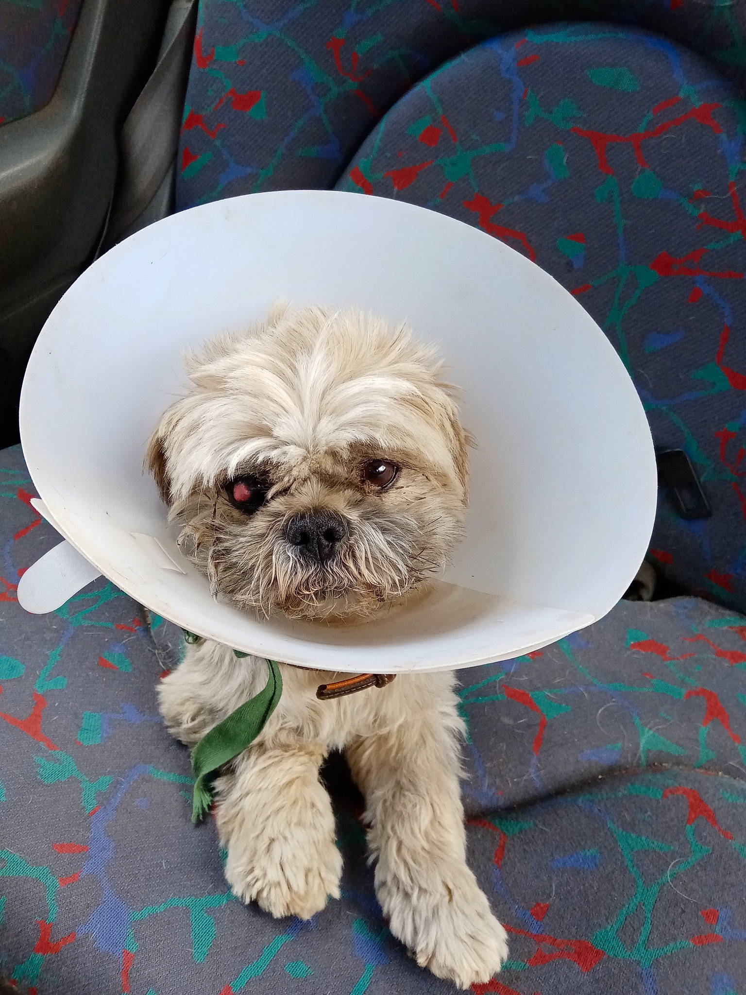 Bouba a rejoint le concours — aidez-le/la à gagner de superbes lots ! canidae, carnivore, chinese_imperial_dog, companion_dog, dog, dog_breed, fur, lhasa_apso, maltepoo, mammal, morkie, pekapoo, poodle_crossbreed, puppy, rare_breed_dog, schnoodle, shih_tzu, snout, sporting_group, toy_dog