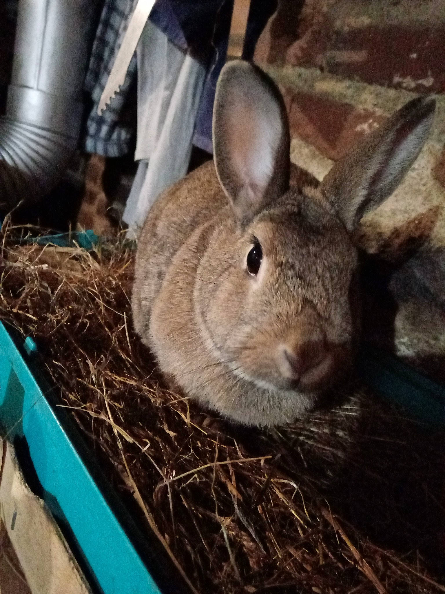 Noisette a rejoint le concours — aidez-le/la à gagner de superbes lots ! audubons_cottontail, domestic_rabbit, ear, fawn, fur, grass, hare, plant, rabbit, rabbits_and_hares, wildlife, wood_rabbit