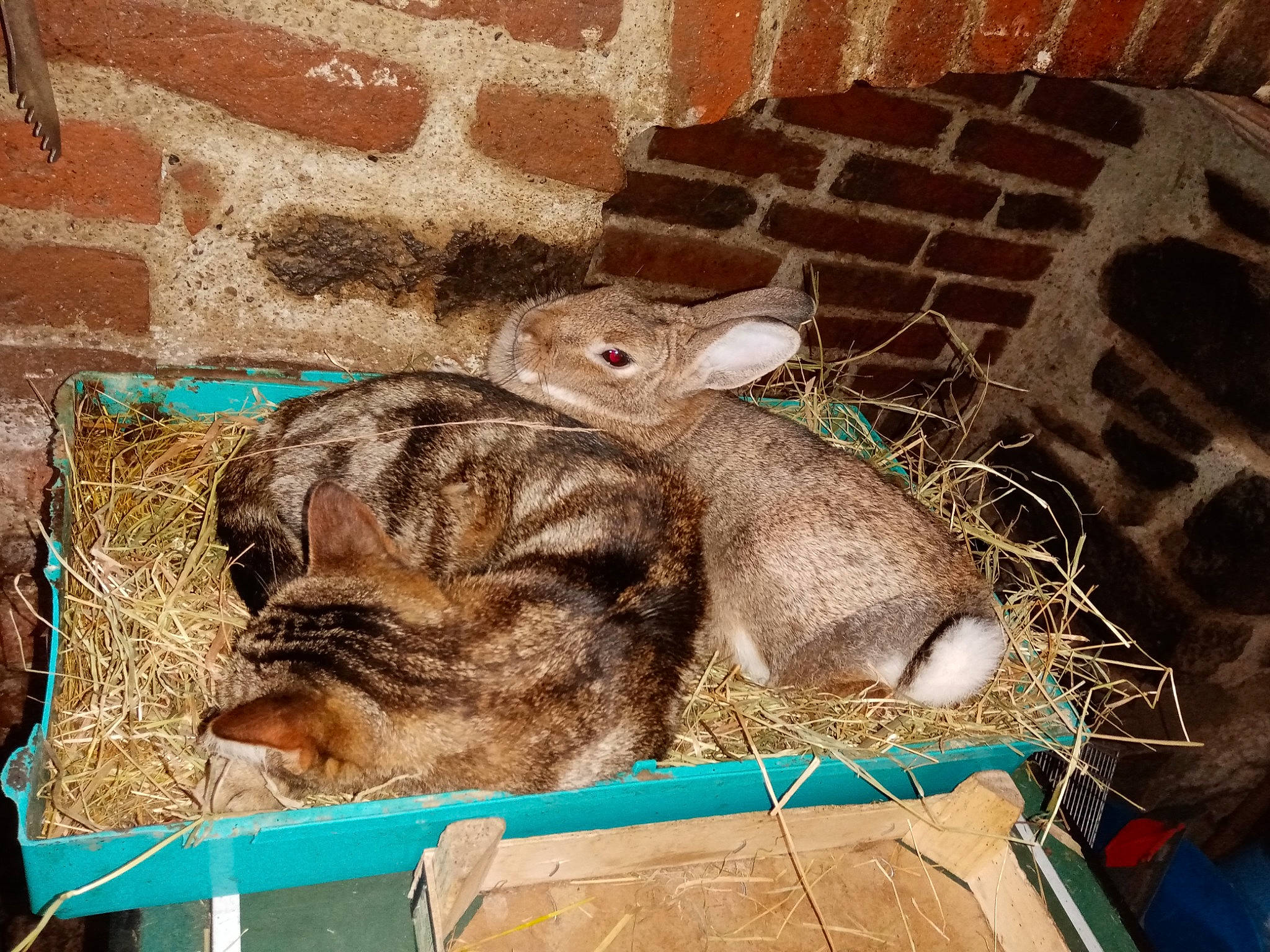 Noisette a rejoint le concours — aidez-le/la à gagner de superbes lots ! canidae, cat, domestic_rabbit, fawn, hare, rabbit, rabbits_and_hares, snout