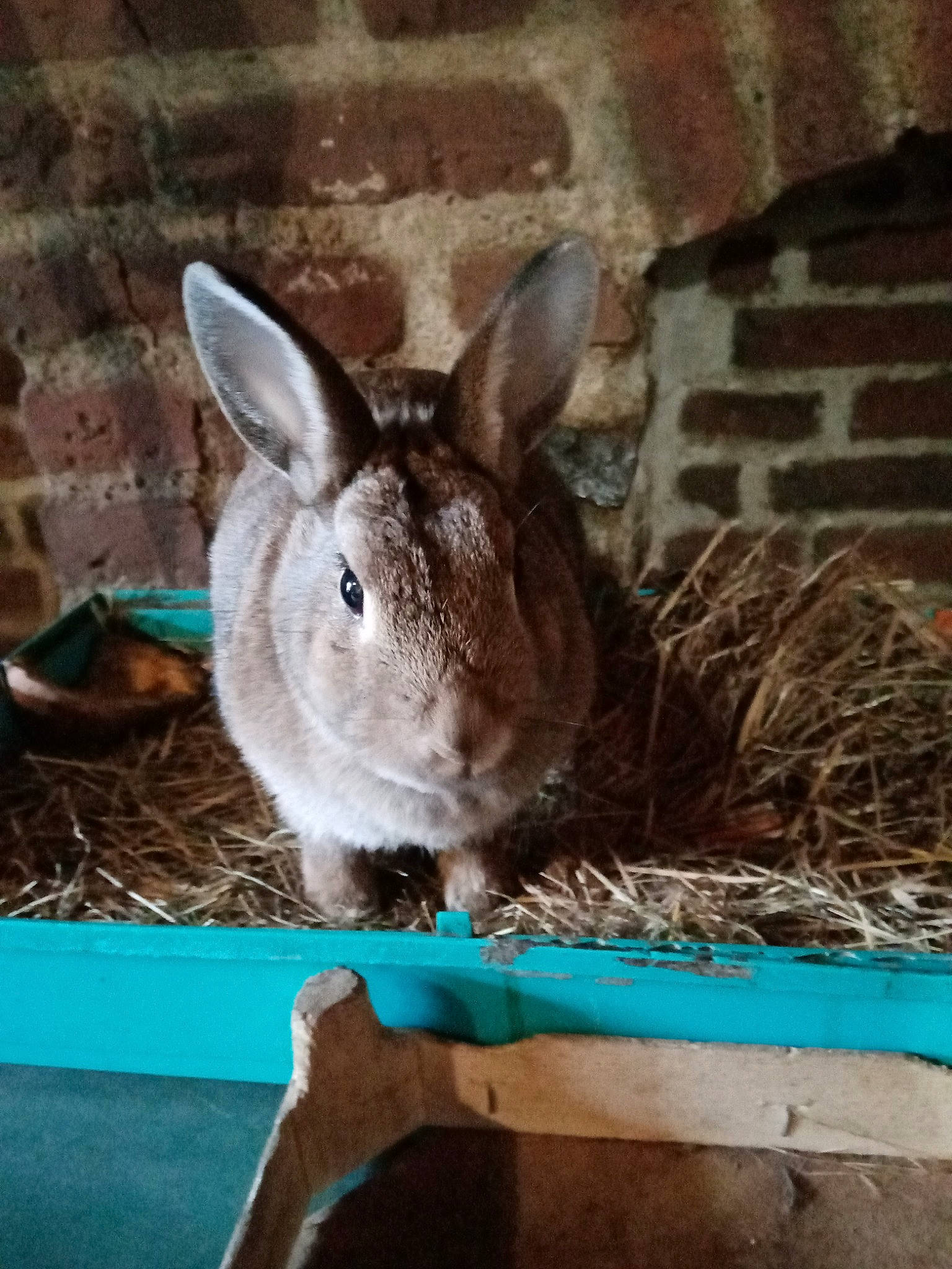 Noisette a rejoint le concours — aidez-le/la à gagner de superbes lots ! domestic_rabbit, ear, fawn, fur, hare, nose, organism, plant, rabbit, rabbits_and_hares, snout, whiskers, wildlife