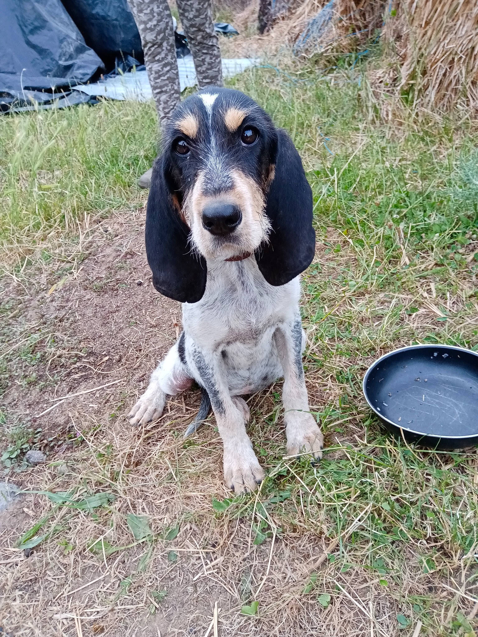 Ficelle a rejoint le concours — aidez-le/la à gagner de superbes lots ! ariegeois, artois_hound, basset_artesien_normand, basset_bleu_de_gascogne, basset_hound, bluetick_coonhound, canidae, carnivore, coonhound, dog, dog_breed, grand_bleu_de_gascogne, hound, hunting_dog, mammal, rare_breed_dog, scent_hound, schweizer_laufhund, vertebrate