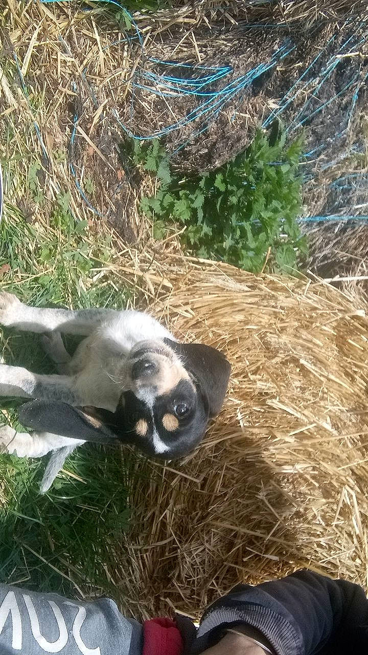 Ficelle participe au concours pour gagner de l'argent avec cette photo : canidae, carnivore, fawn, grass, plant