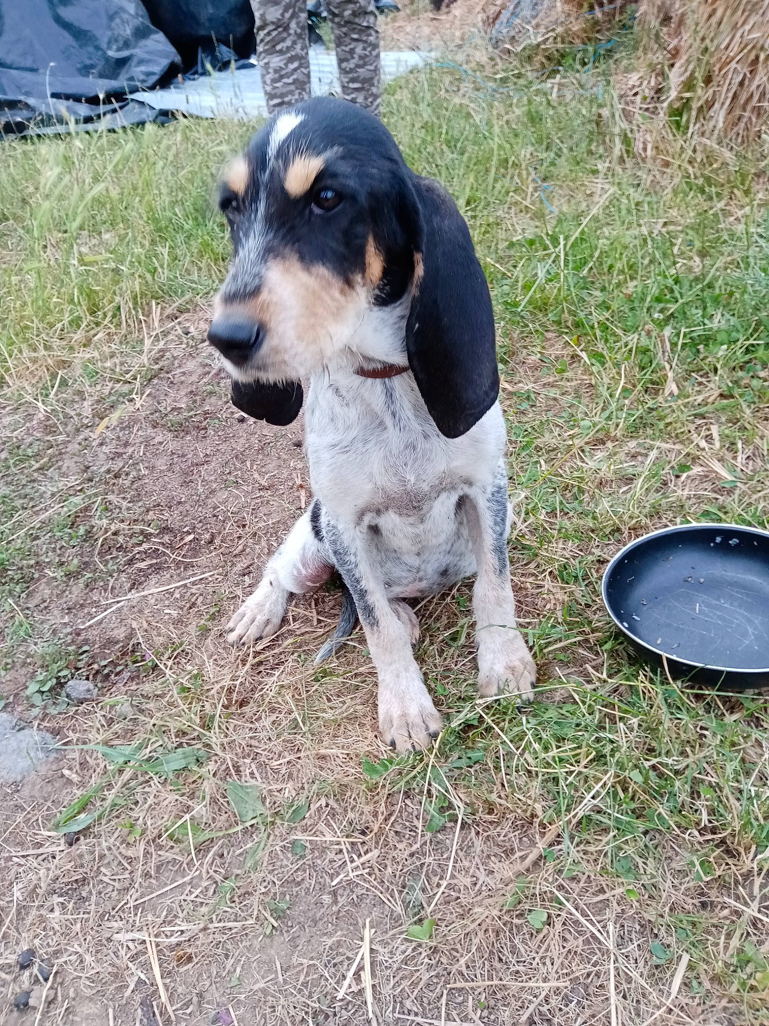 Ficelle a rejoint le concours — aidez-le/la à gagner de superbes lots ! ariegeois, basset_bleu_de_gascogne, bluetick_coonhound, canidae, carnivore, coonhound, dog, dog_breed, estonian_hound, grand_bleu_de_gascogne, halden_hound, hound, hunting_dog, mammal, rare_breed_dog, schweizer_laufhund, serbian_hound, serbian_tricolour_hound, treeing_walker_coonhound, vertebrate