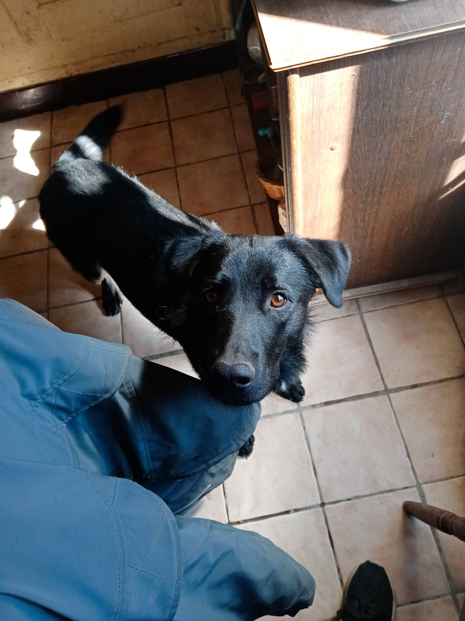 Poker a rejoint le concours — aidez-le/la à gagner de superbes lots ! canidae, carnivore, dog, dog_breed, formosan_mountain_dog, mammal, patterdale_terrier, snout, sporting_group, vertebrate