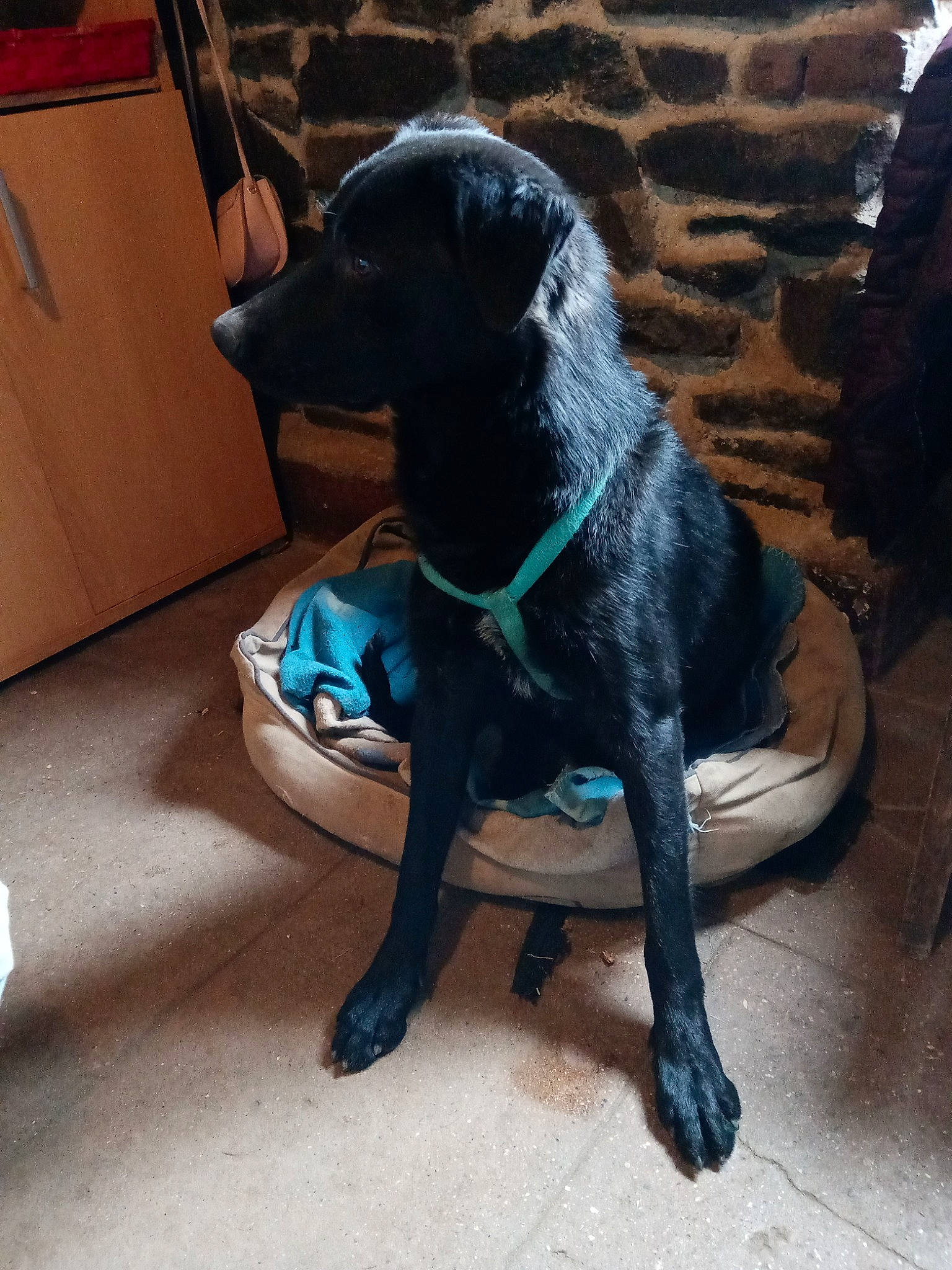 Poker a rejoint le concours — aidez-le/la à gagner de superbes lots ! beagador, borador, canidae, carnivore, companion_dog, dog, dog_breed, formosan_mountain_dog, guard_dog, labrador_retriever, mammal, patterdale_terrier, rare_breed_dog, snout, sporting_group, tail, vertebrate