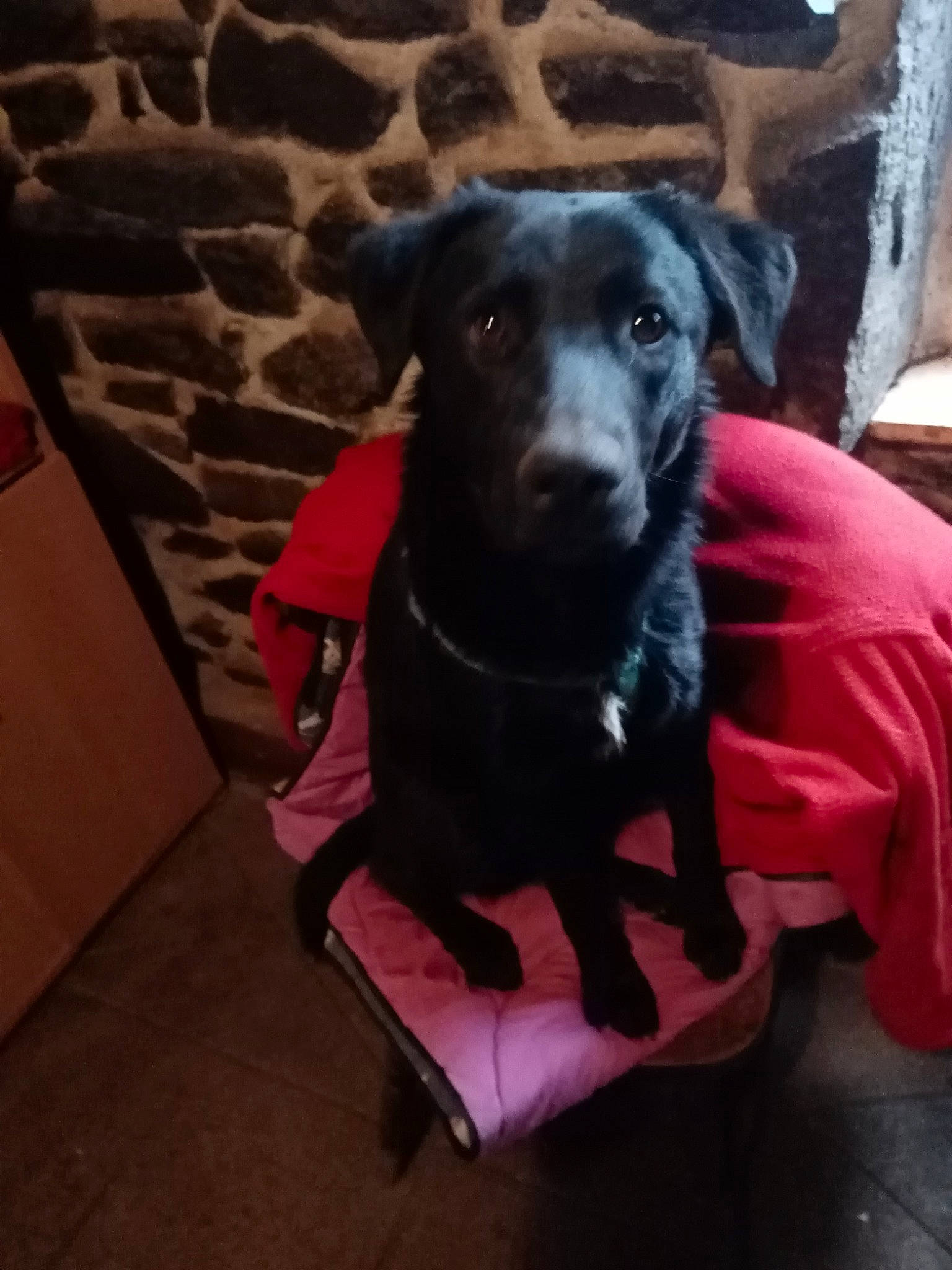 Poker a rejoint le concours — aidez-le/la à gagner de superbes lots ! beagador, canidae, carnivore, dog, dog_breed, fawn, labrador_retriever, mammal, non_sporting_group, patterdale_terrier, puppy, snout, sporting_group