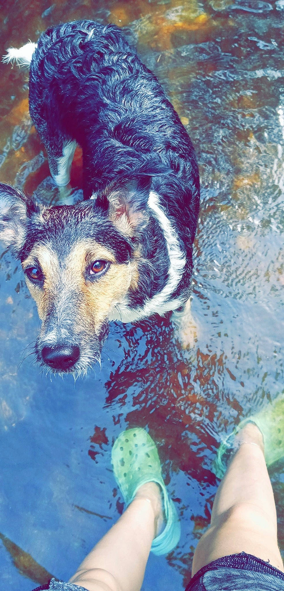 Mirza participe au concours pour gagner de l'argent avec cette photo : art, australian_cattle_dog, canidae, carnivore, dog, dog_breed, koolie