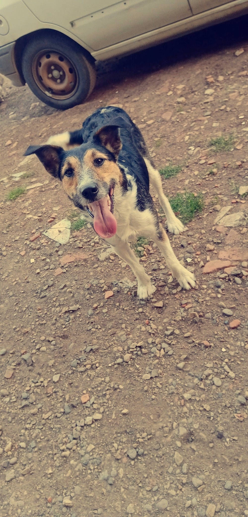 Mirza a rejoint le concours — aidez-le/la à gagner de superbes lots ! australian_cattle_dog, canidae, carnivore, companion_dog, dog, dog_breed, hunting_dog, mammal, street_dog, working_dog