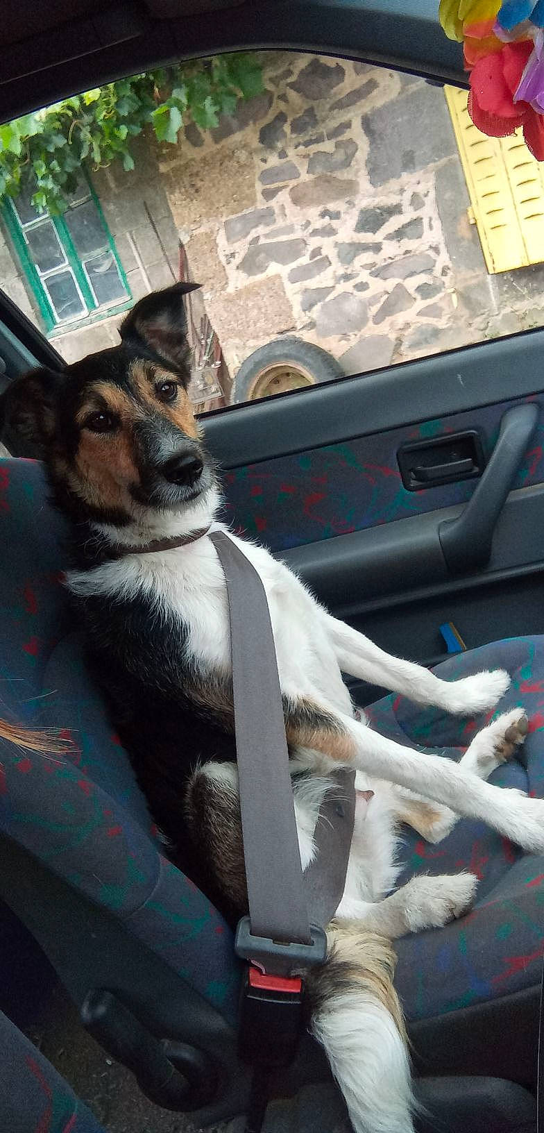 Mirza a rejoint le concours — aidez-le/la à gagner de superbes lots ! canidae, car, car_seat, carnivore, chilean_fox_terrier, companion_dog, dog, dog_breed, fawn, feist, fox_terrier, rat_terrier, seat_belt, smooth_fox_terrier, vehicle, vehicle_door