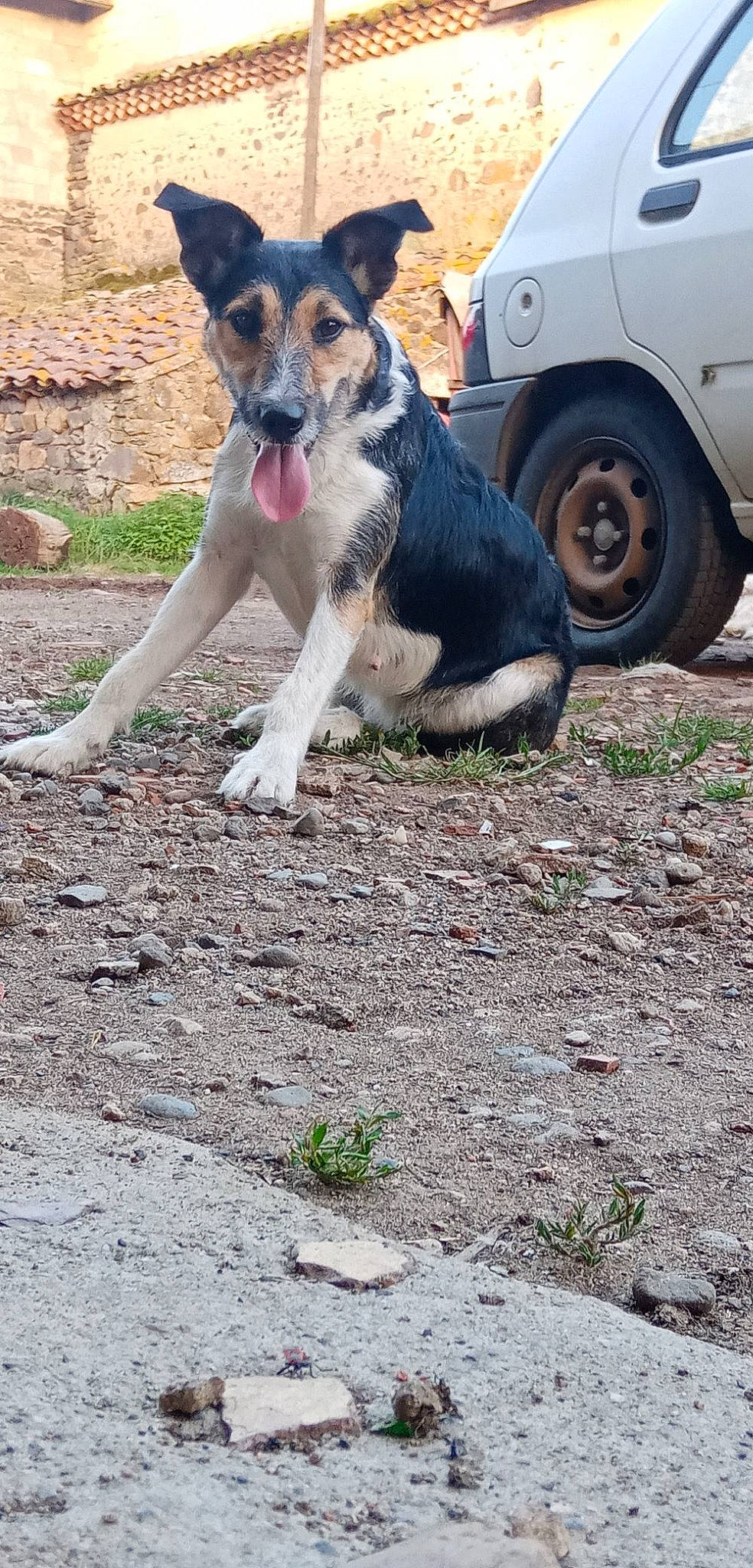 Mirza participe au concours pour gagner de l'argent avec cette photo : australian_cattle_dog, canidae, carnivore, dog, dog_breed, fox_terrier, mammal, smooth_fox_terrier, sporting_group, street_dog, vertebrate, working_dog