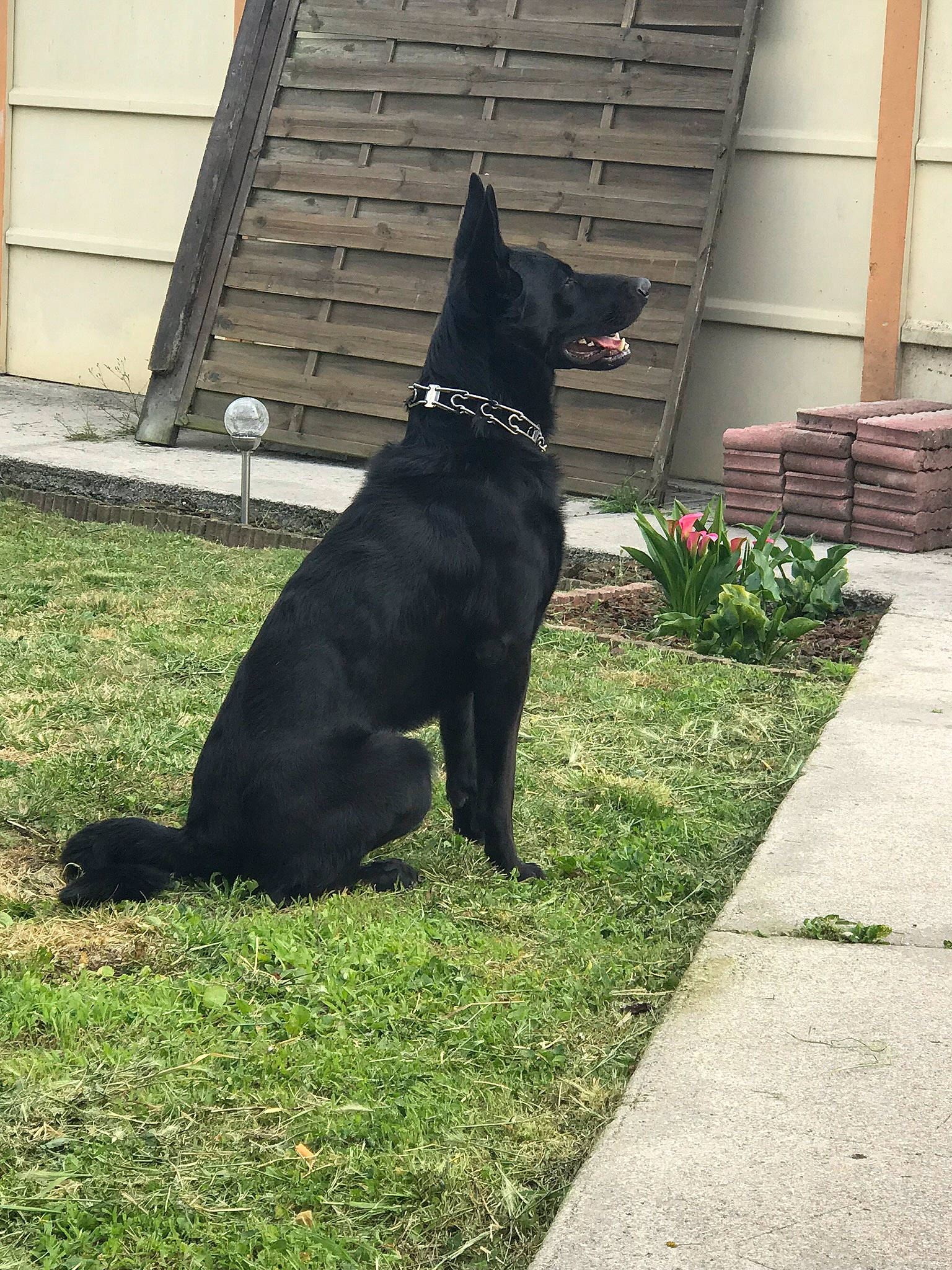 Nouki a rejoint le concours — aidez-le/la à gagner de superbes lots ! art, canidae, carnivore, collar, companion_dog, dog, dog_breed, dog_collar, dog_supply, felidae, grass, guard_dog, pet_supply, plant, snout, sporting_group, tail, window, working_animal, working_dog