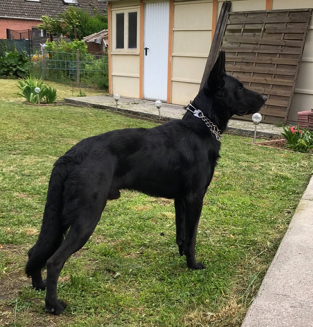 Nouki a rejoint le concours — aidez-le/la à gagner de superbes lots ! canidae, carnivore, collar, companion_dog, dog, dog_breed, dog_collar, door, grass, guard_dog, liver, plant, snout, sporting_group, tail, terrestrial_animal, tree, window, working_animal, working_dog