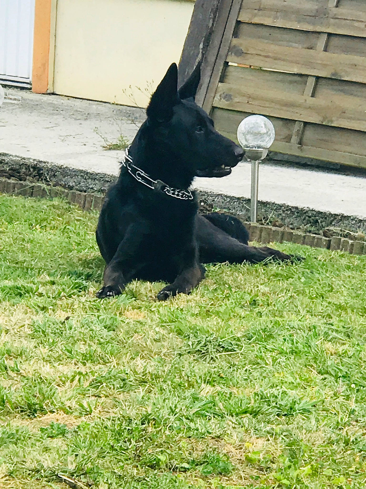 Nouki participe au concours pour gagner de l'argent avec cette photo : canidae, carnivore, collar, companion_dog, dog, dog_breed, dog_collar, dog_supply, grass, guard_dog, non_sporting_group, pet_supply, plant, snout, sporting_group, tail, terrestrial_animal, window, working_animal, working_dog