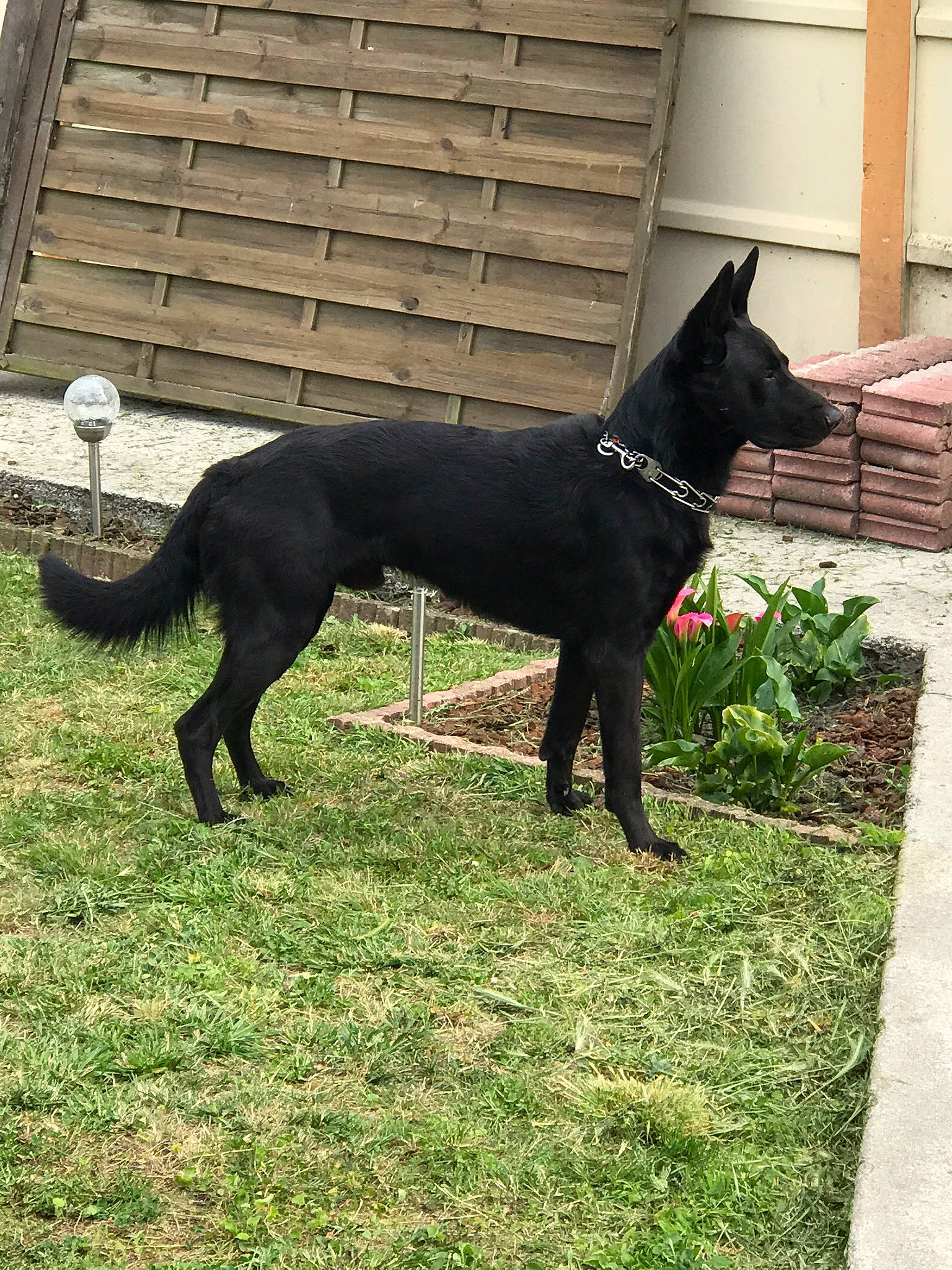 Nouki a rejoint le concours — aidez-le/la à gagner de superbes lots ! canidae, carnivore, collar, companion_dog, dog, dog_breed, dog_collar, dog_sports, dog_supply, doghouse, grass, guard_dog, pet_supply, plant, snout, sporting_group, tail, terrestrial_animal, working_animal, working_dog