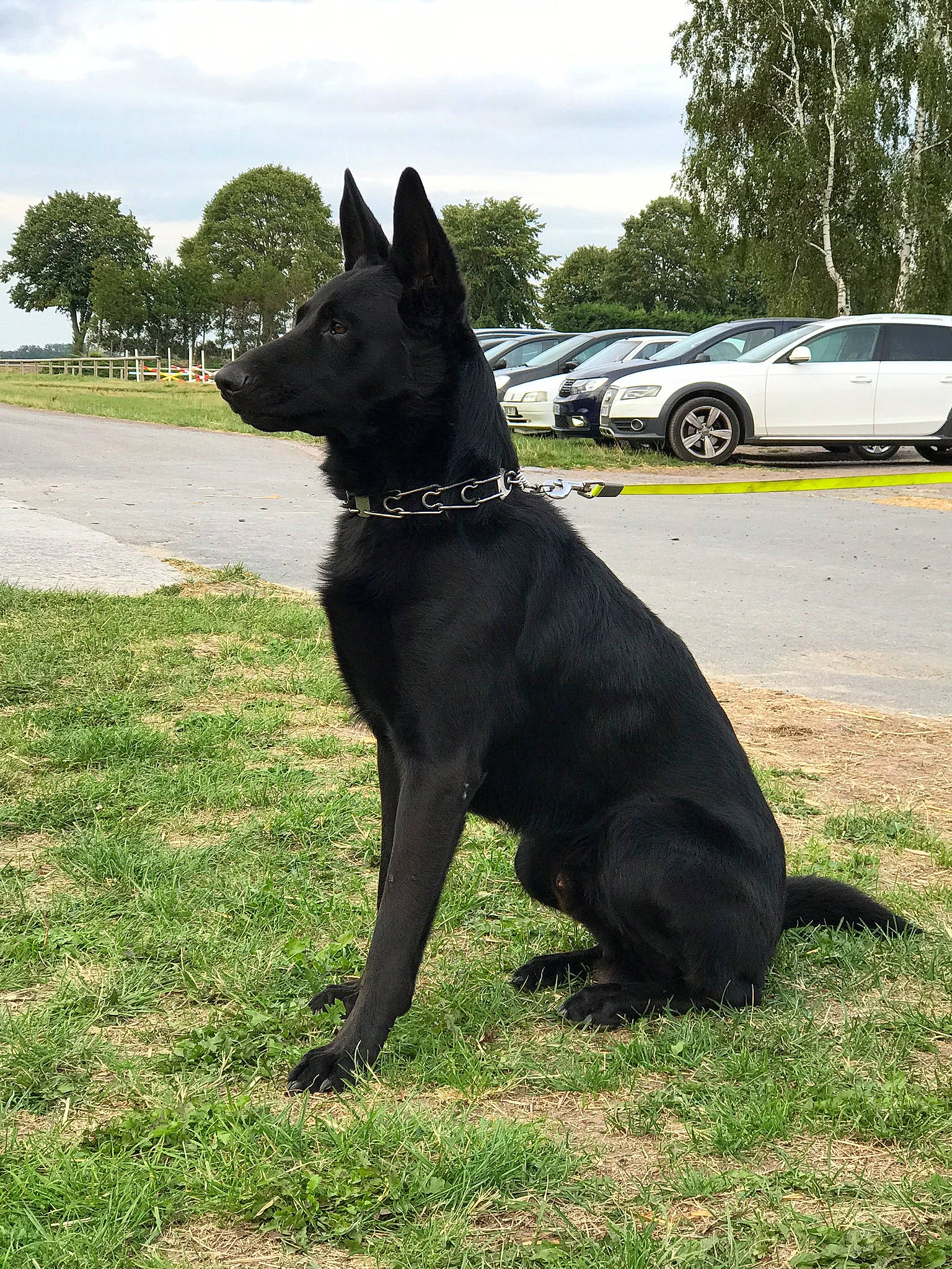 Nouki a rejoint le concours — aidez-le/la à gagner de superbes lots ! car, carnivore, cloud, collar, companion_dog, dog, dog_breed, dog_collar, grass, herding_dog, plant, sky, snout, sporting_group, tail, tire, tree, vehicle, wheel, working_animal