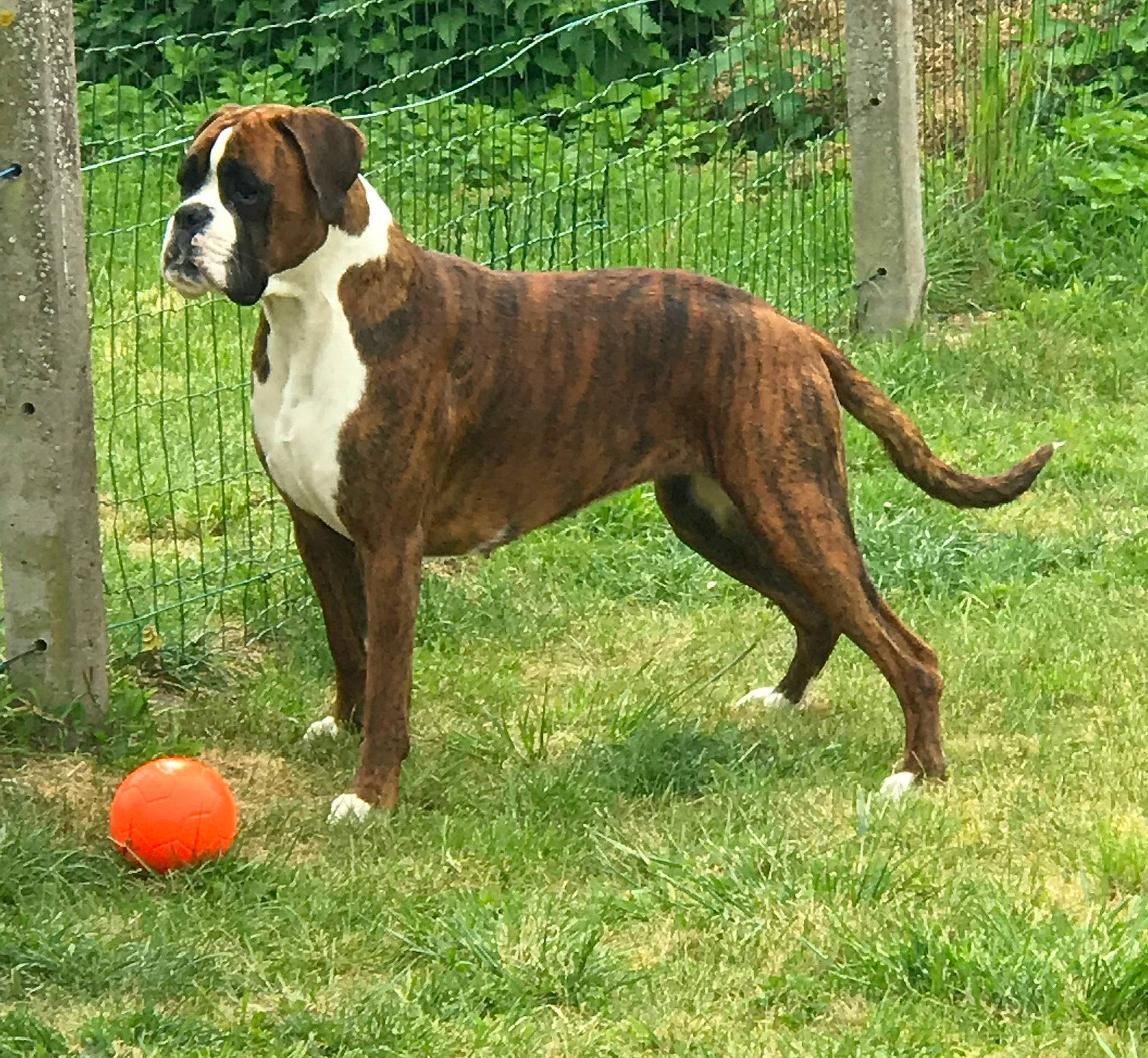 Penny participe au concours pour gagner de l'argent avec cette photo : ancient_dog_breeds, ball, boxer, carnivore, collar, companion_dog, dog, dog_breed, dog_collar, dog_supply, fawn, fence, grass, liver, non_sporting_group, plant, sporting_group, tail, working_animal, working_dog
