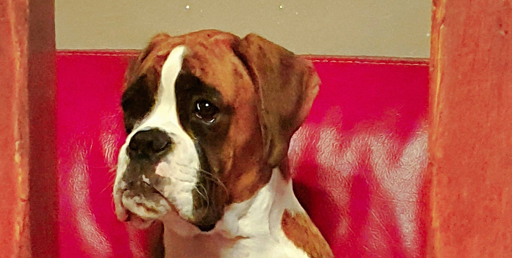 Penny participe au concours pour gagner de l'argent avec cette photo : ancient_dog_breeds, boxer, canidae, carnivore, companion_dog, dog, dog_breed, dog_collar, fawn, flooring, giant_dog_breed, liver, non_sporting_group, rectangle, snout, sporting_group, working_animal, working_dog