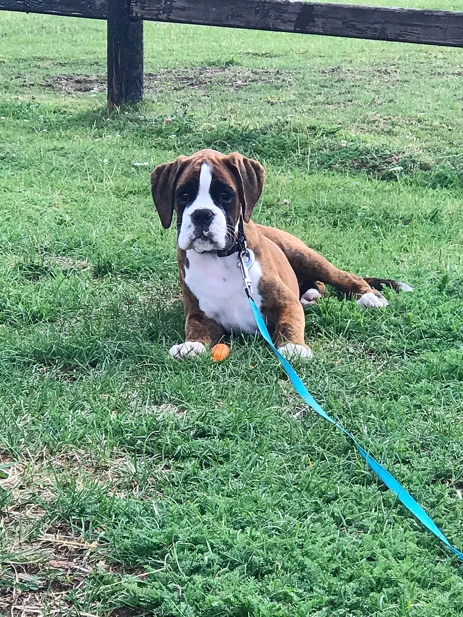 Penny participe au concours pour gagner de l'argent avec cette photo : boxer, canidae, carnivore, collar, companion_dog, dog, dog_breed, dog_supply, fawn, grass, grass_family, grassland, lawn, leash, pet_supply, plant, sporting_group, tail, working_animal, working_dog