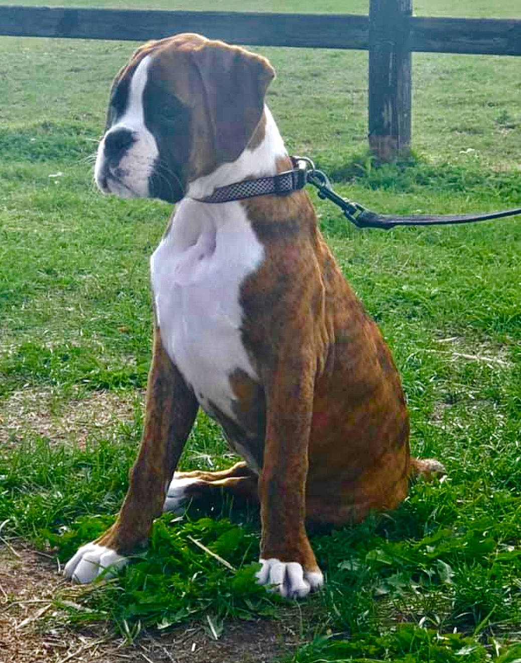 Penny participe au concours pour gagner de l'argent avec cette photo : ancient_dog_breeds, canidae, carnivore, collar, companion_dog, dog, dog_breed, dog_collar, fawn, giant_dog_breed, grass, leash, liver, molosser, pet_supply, plant, sporting_group, tail, working_animal, working_dog