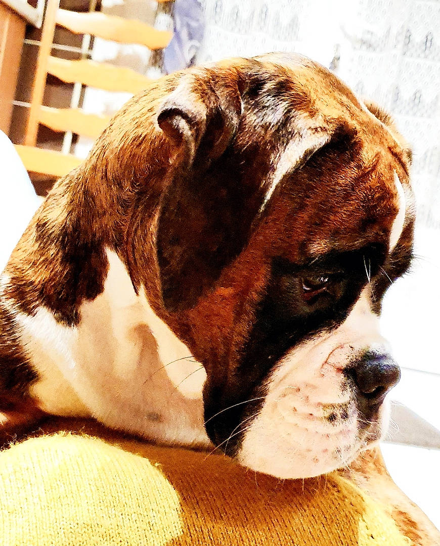 Penny a rejoint le concours — aidez-le/la à gagner de superbes lots ! art, bored, boxer, canidae, carnivore, chair, comfort, companion_dog, dog, dog_breed, dog_collar, fawn, fur, liver, snout, sporting_group, terrestrial_animal, whiskers, working_animal, wrinkle