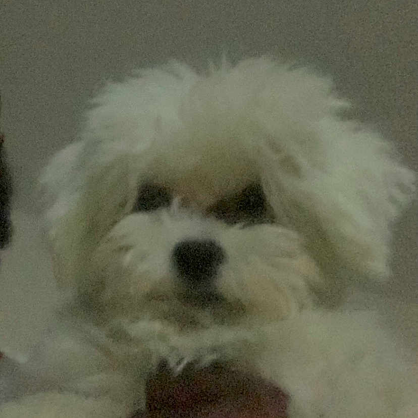 Bryx joined the competition — help win amazing prizes! animal, baby, ball, bison, canine, couch, dog, eskimodog, face, head, person, pet, poodle, puppy, sport, tennis, tennisball, terrier, white, whitedog