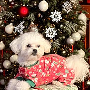 Bryx is registered to the contest to win money with this photo: celebration, christmas_tree, cozy, cute, decorations, dog, festive, fluffy, gift_box, green, holiday, holiday_season, indoor, ornaments, pajamas, pet, red, snowflakes, white, white_dog