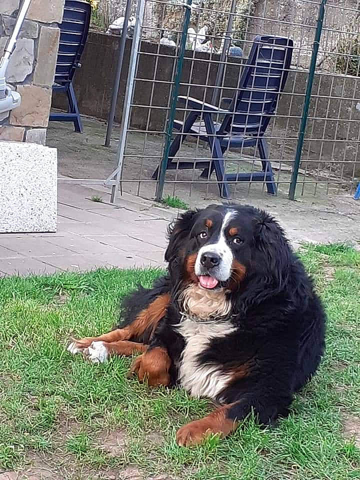 Falko participe au concours pour gagner de l'argent avec cette photo : automotive_tire, canidae, carnivore, chair, companion_dog, dog, dog_breed, door, fur, grass, king_charles_spaniel, liver, plant, sporting_group, terrestrial_animal, working_dog