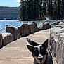 French Fry is registered to the contest to win money with this photo: animal, blue_sky, canine, daytime, dog, lake, landscape, nature, outdoor, pathway, pet, pine_trees, recreation, rocks, shadow, smiling, sunny, trees, walking, water