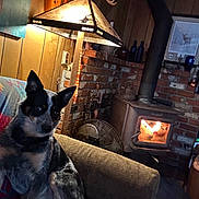 French Fry is registered to the contest to win money with this photo: antler, blanket, bottle, brick_wall, couch, cozy, decor, dog, fan, fire, fireplace, furniture, home_interior, lamp, living_room, pet, sitting, warm_lighting, wood_paneling, wood_stove