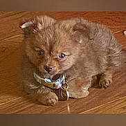 Teddy Bear is registered to the contest to win money with this photo: puppy, dog, brown, fur, collar, pet, animal, cute, floor, wooden_floor, small, young, domestic_animal, indoor, lying_down, looking, adorable, fur_texture, close_up, paw
