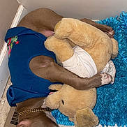 Dooda joined the competition — help win amazing prizes! dog, sleeping, blue_shirt, stuffed_animal, plush_toy, floor, rug, corner, tile_floor, brown_dog, pet, cozy, resting, indoor, collar, canine, animal, cute, relaxed, companion