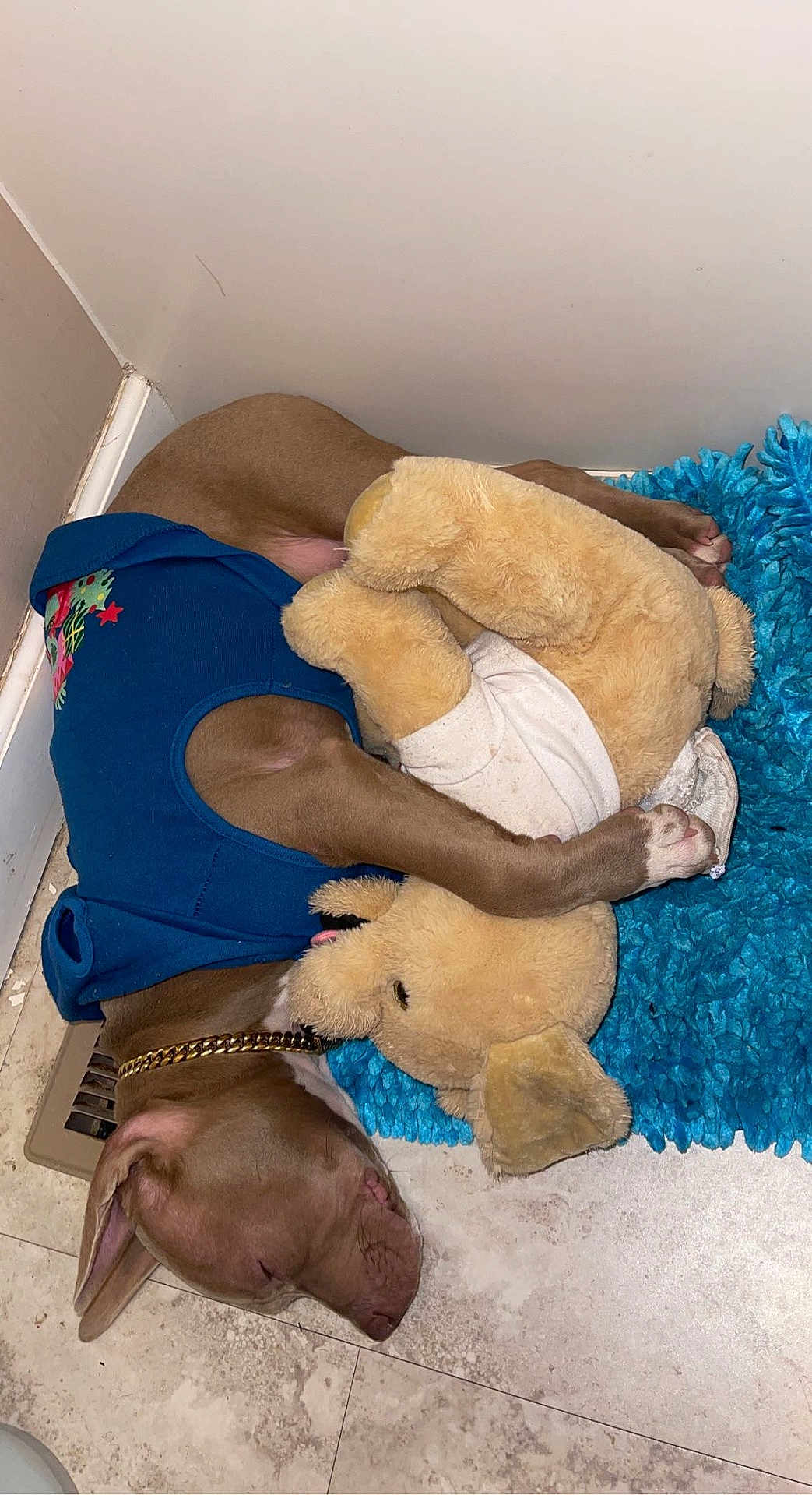 Dooda joined the competition — help win amazing prizes! dog, sleeping, blue_shirt, stuffed_animal, plush_toy, floor, rug, corner, tile_floor, brown_dog, pet, cozy, resting, indoor, collar, canine, animal, cute, relaxed, companion